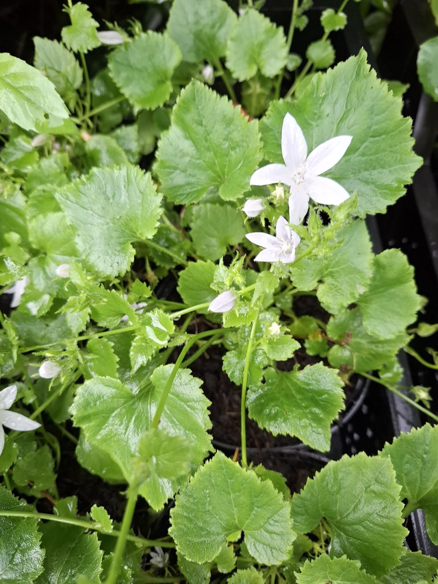 campanula poscharskyana 'E.H. Frost' 1 litre