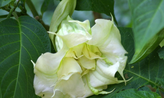 Eņģeļtaure "SB Geant Blanc"