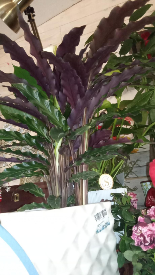 Calathea variés p12 danc cp carre cera nacré