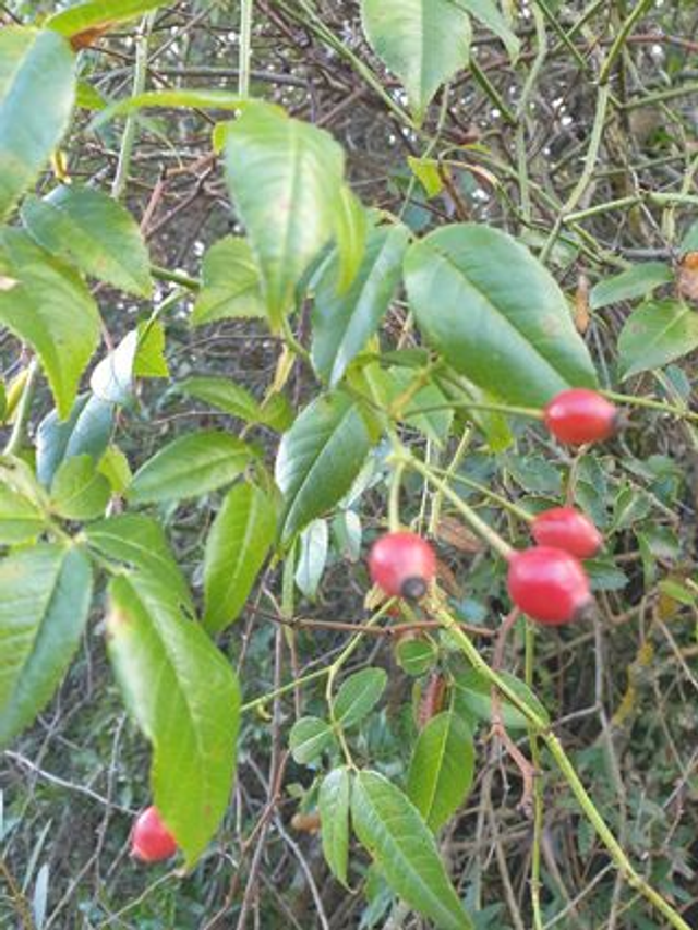 Rosier Toujours Vert (Rosa sempervirens)