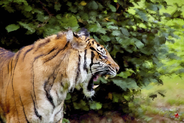 21*30 Tigre dent