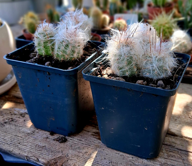 D55 . Oreocereus Trolli