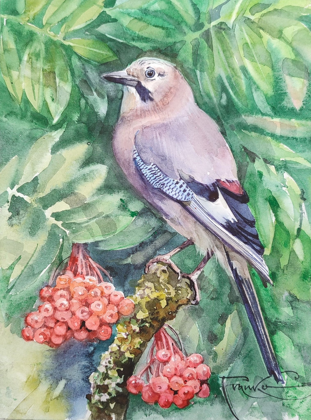 Sójka, 35x28 (24x18 w świetle passe-partout) akwarela 2024