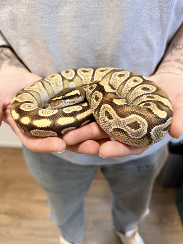 CB25 - Enchi Special Het Ultramel Female