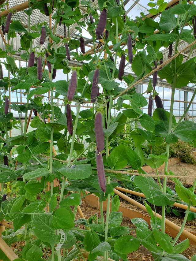 Petis pois grimpants violets