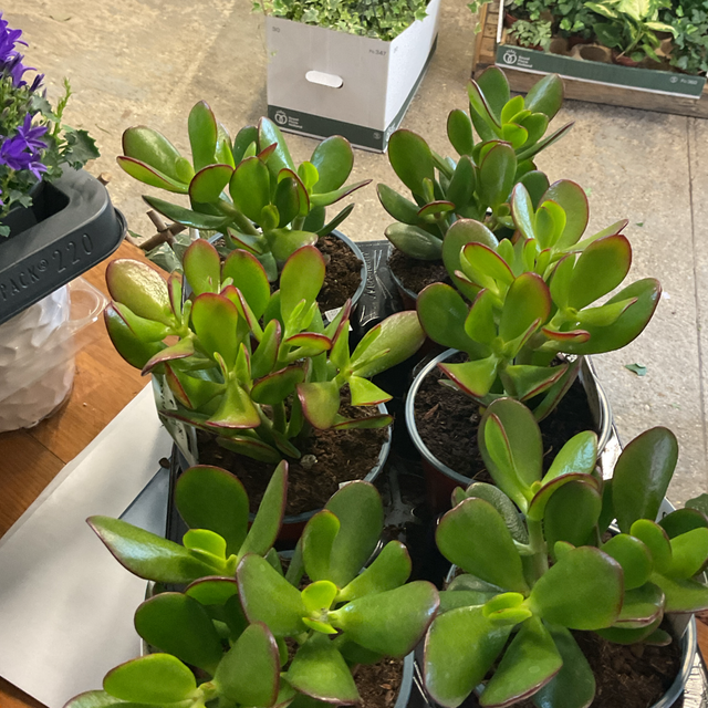 Crassula Ovata