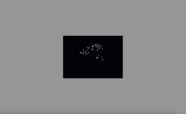 "Gypsophile" carte postale