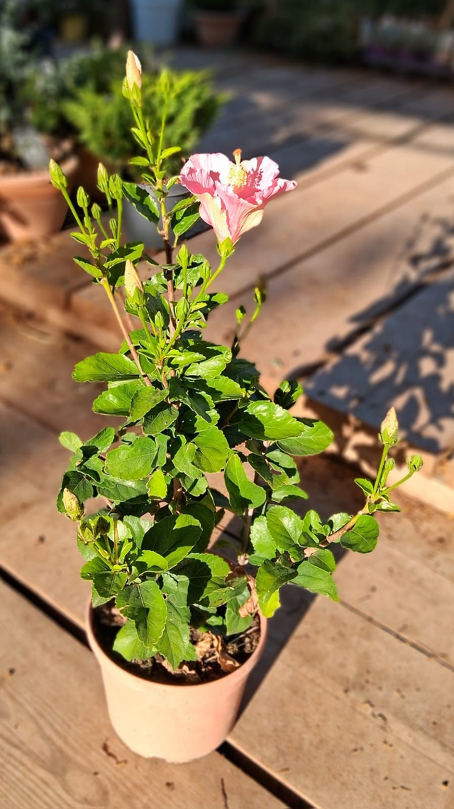 A32 . Hybiscus Sinensis