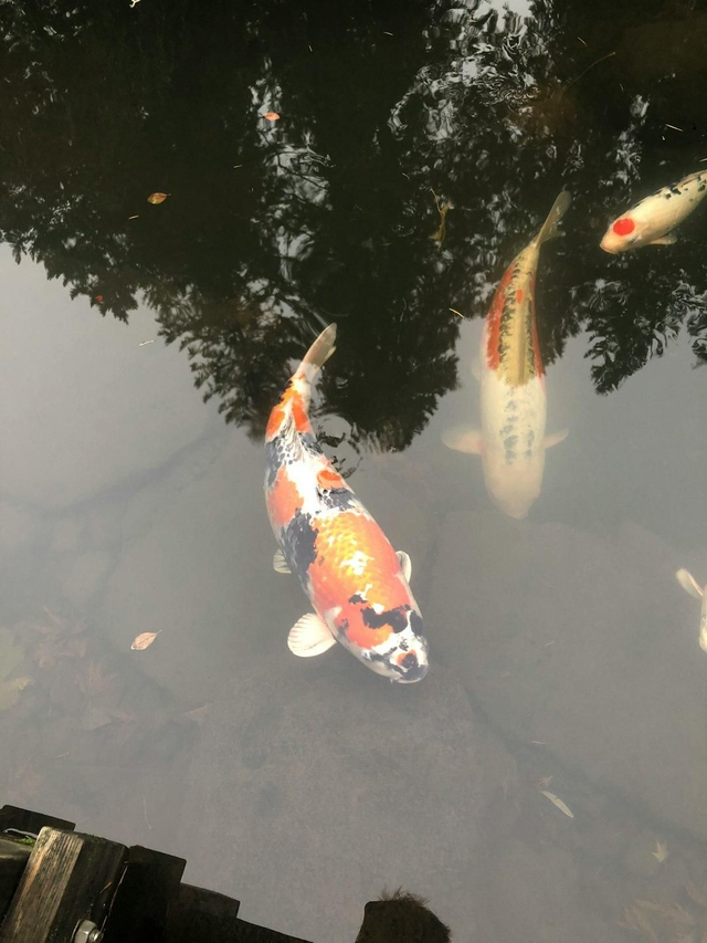 KOI