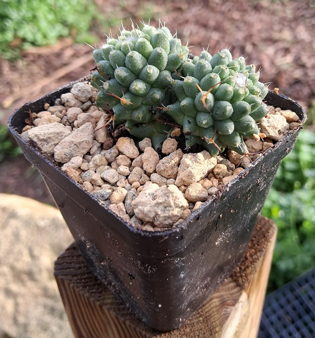 D173 . Mammillaria polythele