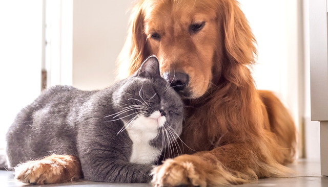 Corso Pet First Aid (in presenza)