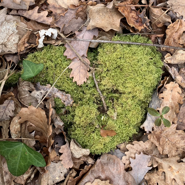 Sauvage &amp; Créative 