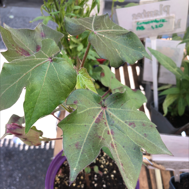 Coton Msb Green AB - Gossypium sp.