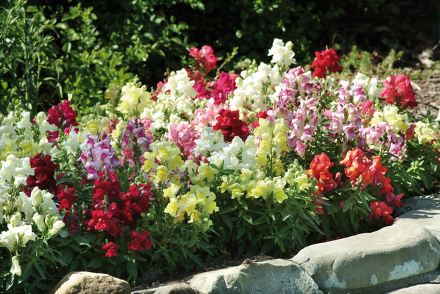 Antirrhinum (Mixed Snapshot) - Tray of 6