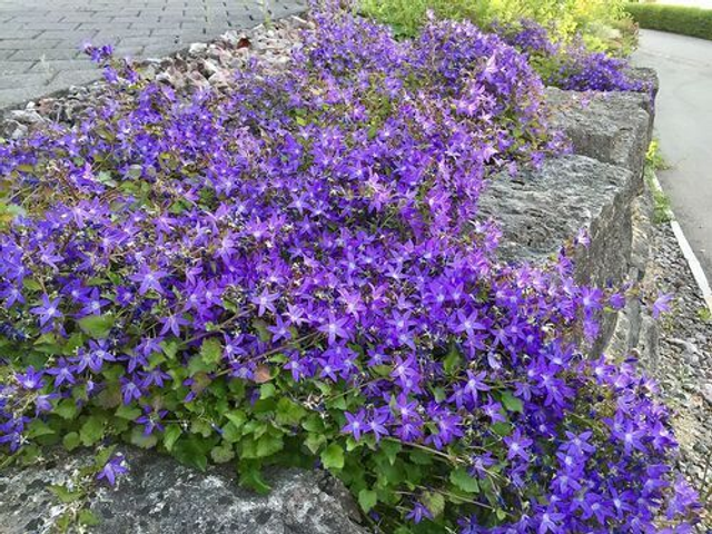 campanula poscharskyana P9 