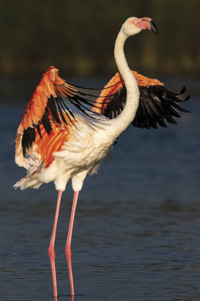 Flamant - ref: 7513