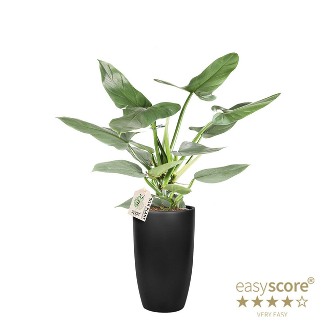 C14 . Filodendro hastatum 'Silver Sword'