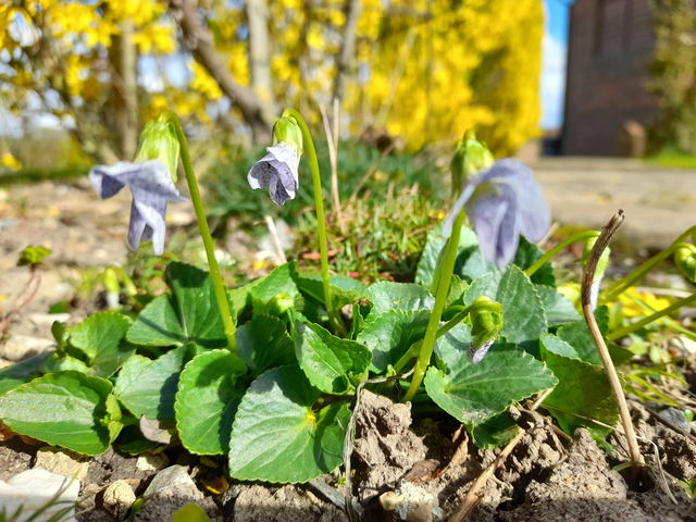 Viola odorata freckles - 9 cm pot