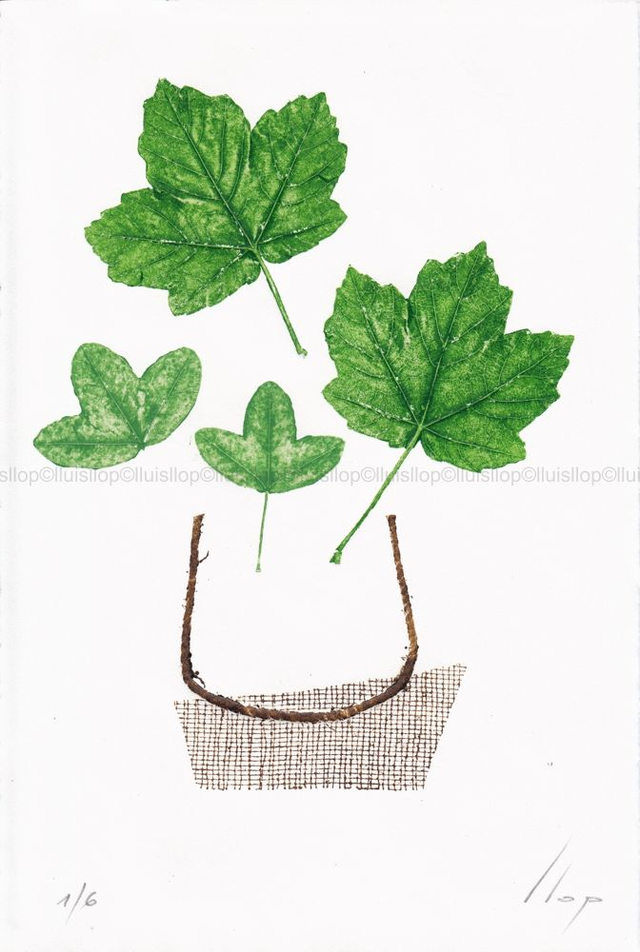 grabado original 30x20 - Tiesto minimalista y estampación de hojas naturales de arce