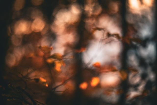 Forêt d’automne 2