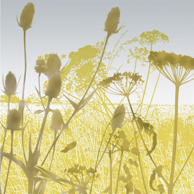 Card Hogweed and Teasels 