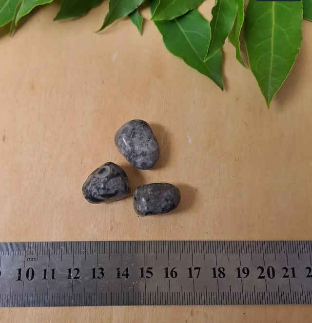 CRINOID FOSSIL TUMBLESTONE 