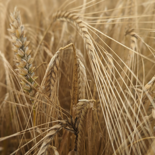 &#039;Fields of gold&#039;