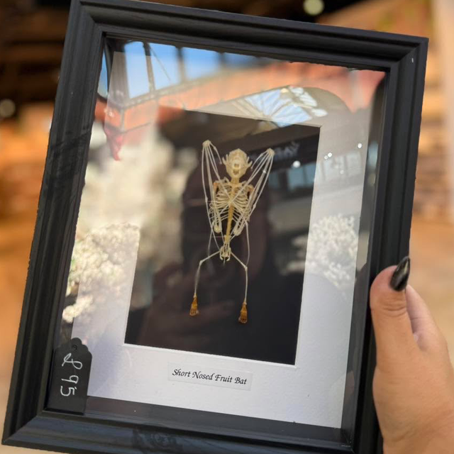 Shortnose Fruit Bat Skellington 