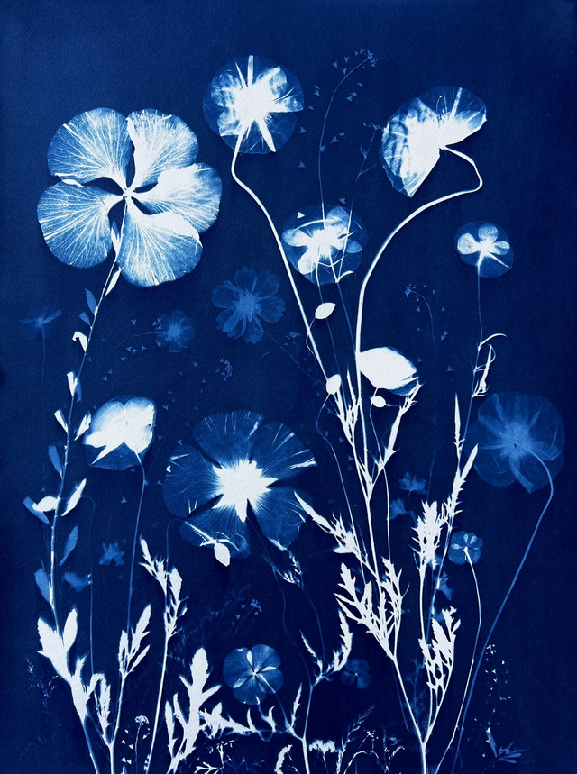 &quot;Songe d&#039;un jour d&#039;été&quot; Cyanotype original