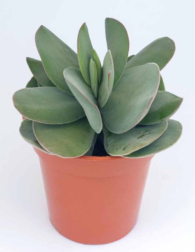 Crassula cotyledonis 'Dubia'