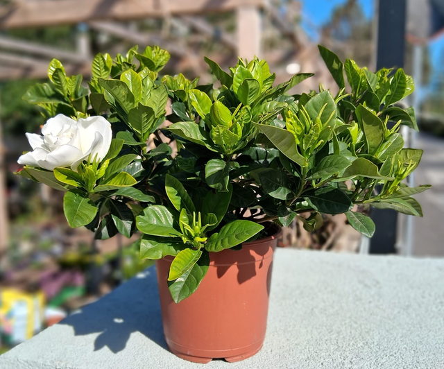 P04 . Gardenia
