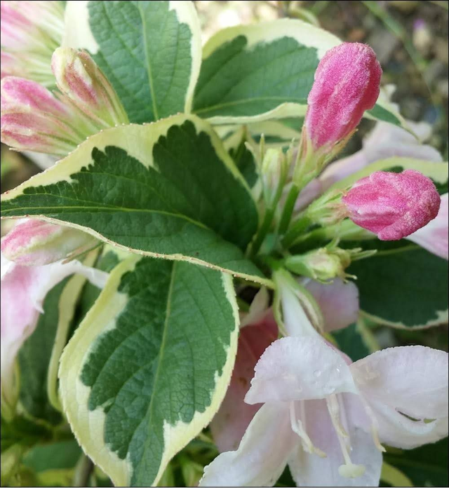 Weigela 'Florida Variegata' - 1ltr pot