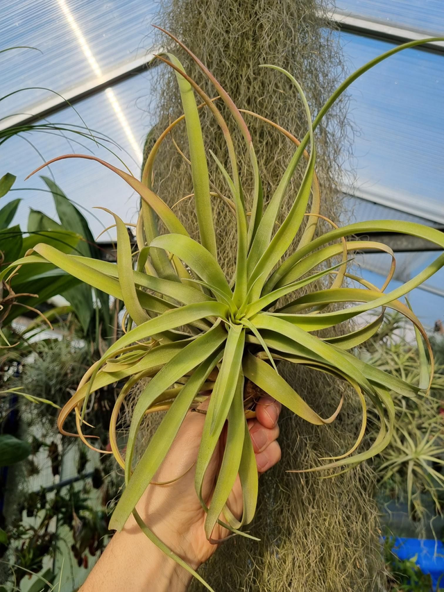 Tillandsia riohondoensis