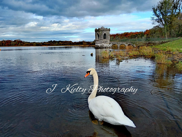 Swan at The Fisherman&#039;s Temple, Lough Key Forest Park, Boyle, County Roscommon. 