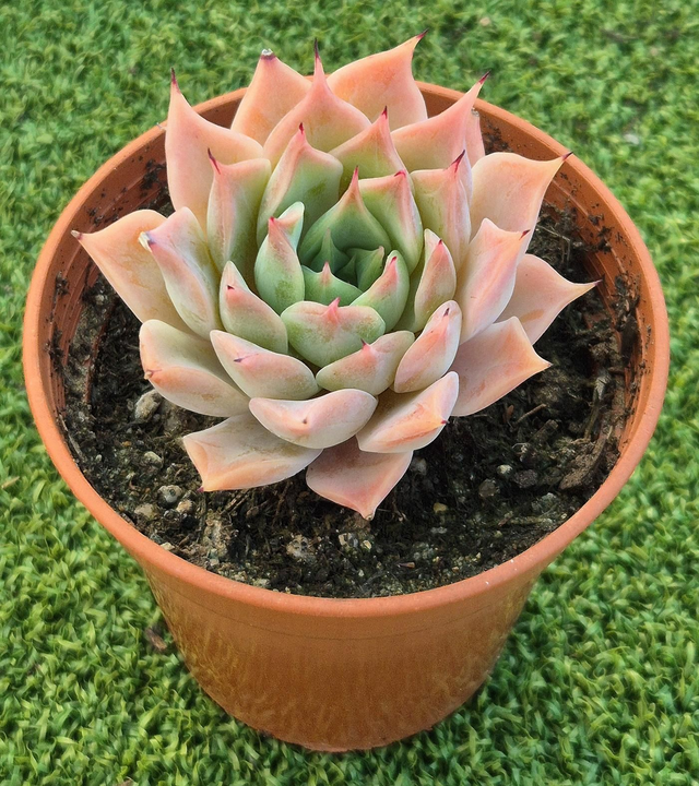 Echeveria cuspidata 