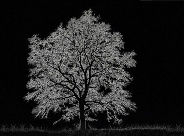 Arbre de vie - Réf: 2087