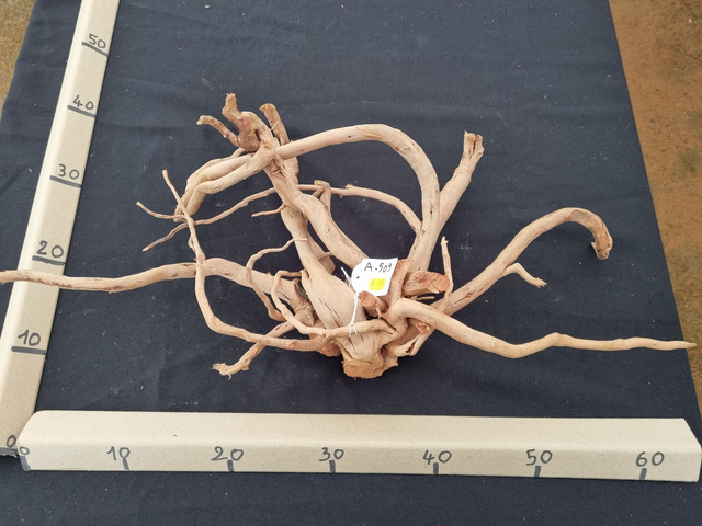 Racine araignée A-509