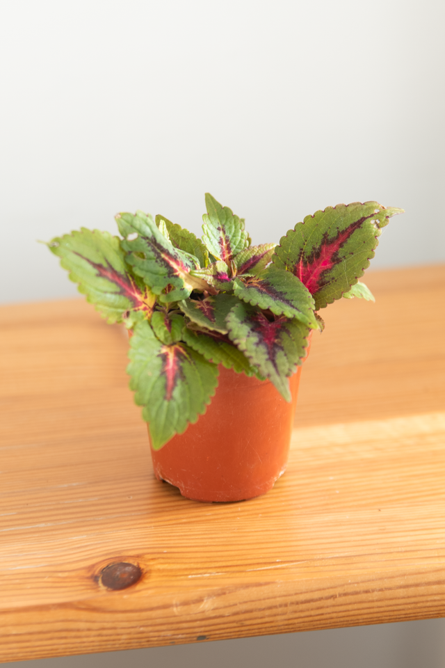 Coleus (mini) 🌿