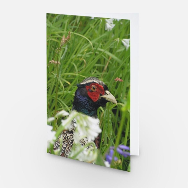 Pheasant wildlife greeting card