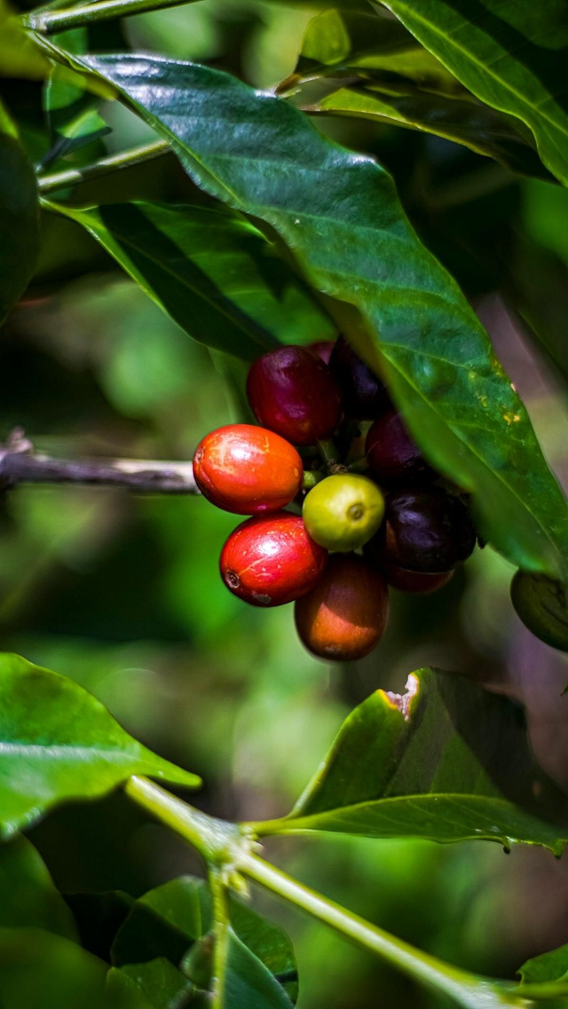 COSTA RICA LOS CIPRESES. coffee beans  1 kg