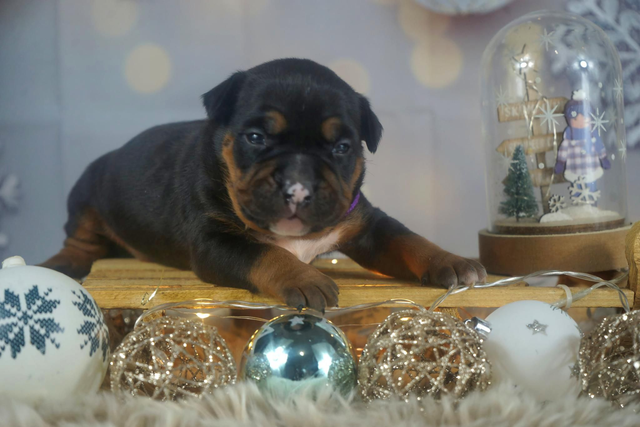 Phoenix Bully's Kennel Abby