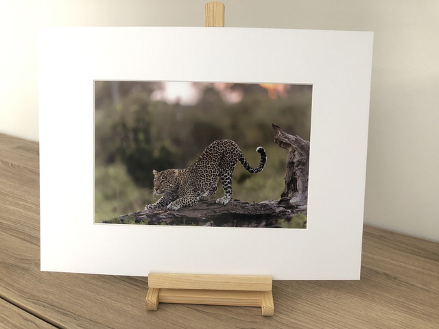 Tirage illimité Léopard 1 avec passe-partout