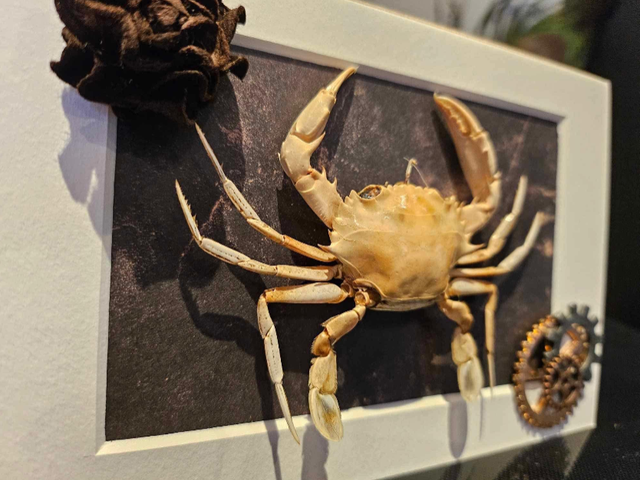 Krab in houten lijst