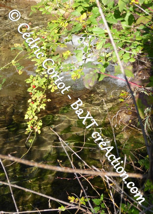 Carte postale - Reflets et cours d'Eau (Ref P1190396)