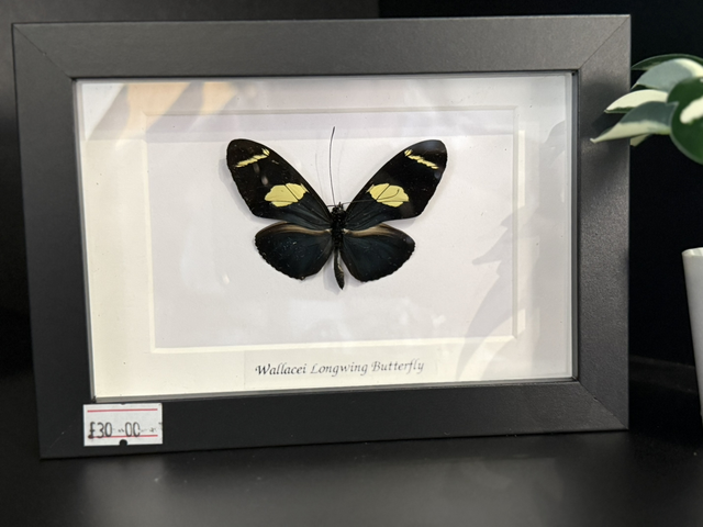 Doris Longwing Butterfly