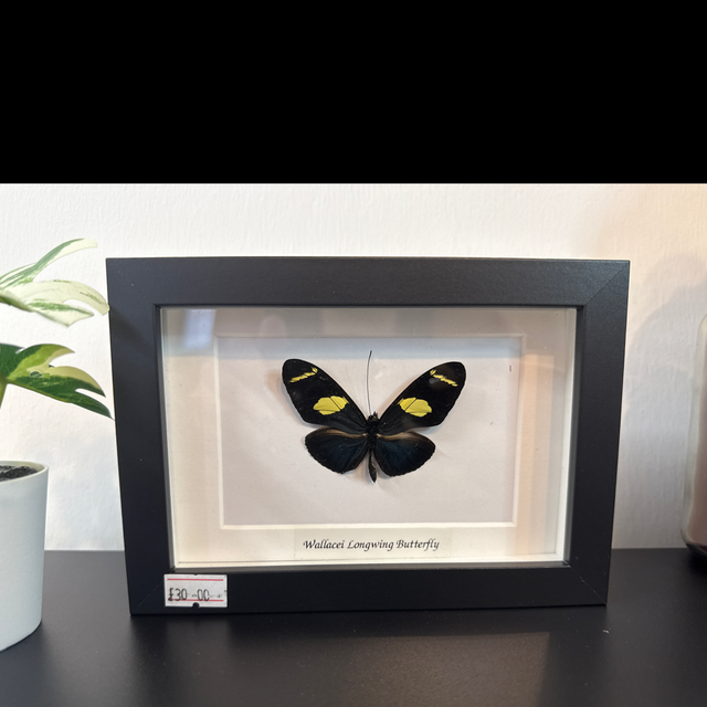 Wallacei Longwing Butterfly