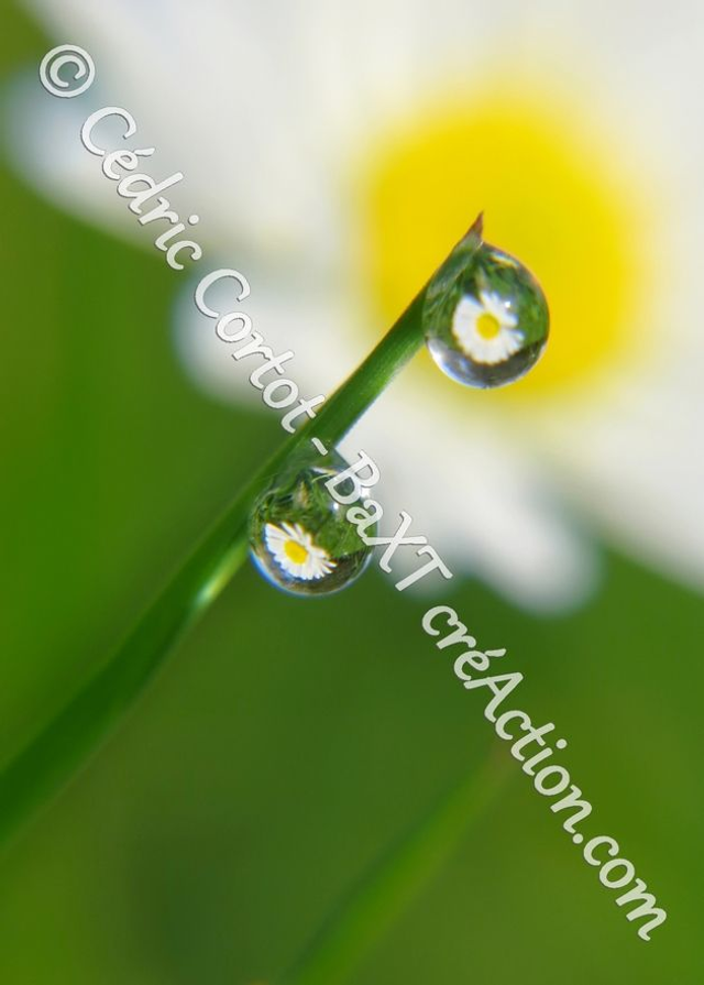 1 - Carte postale - Rosée et gouttes de pluie (Ref 7814)