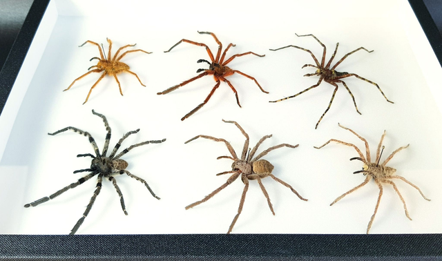 Collection d'Heteropoda sp.