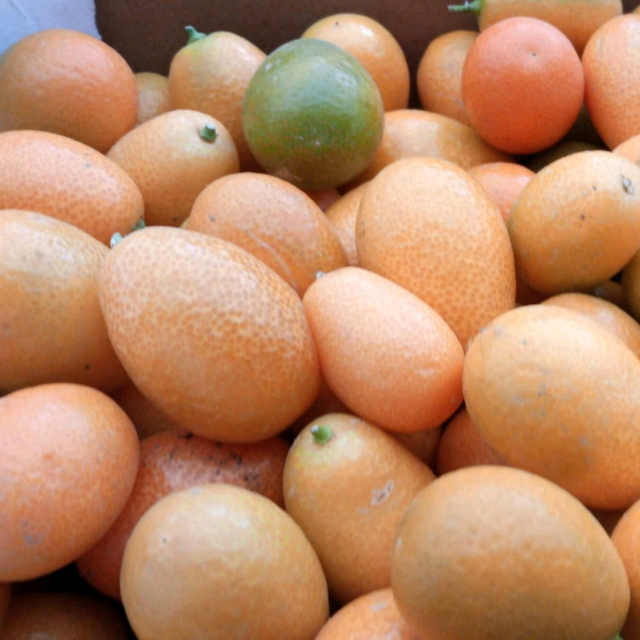 kumquat