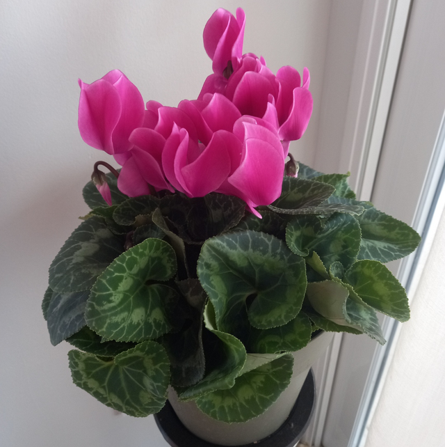 Cyclamen